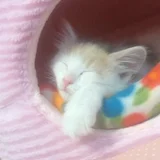 ひなた